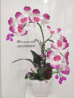 Hoa lan hồ điệp cao 45cm