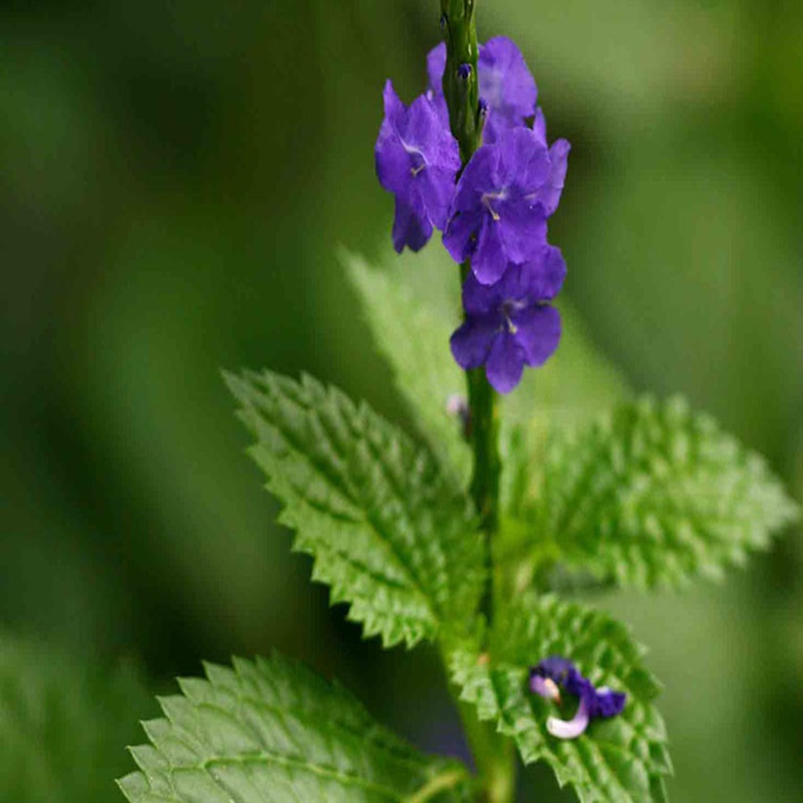 Cây đuôi chuột tươi 1kg