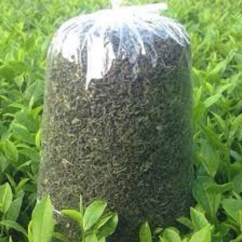 Chè Shan Tuyết Đội 2 Của Tỉnh Lai Châu