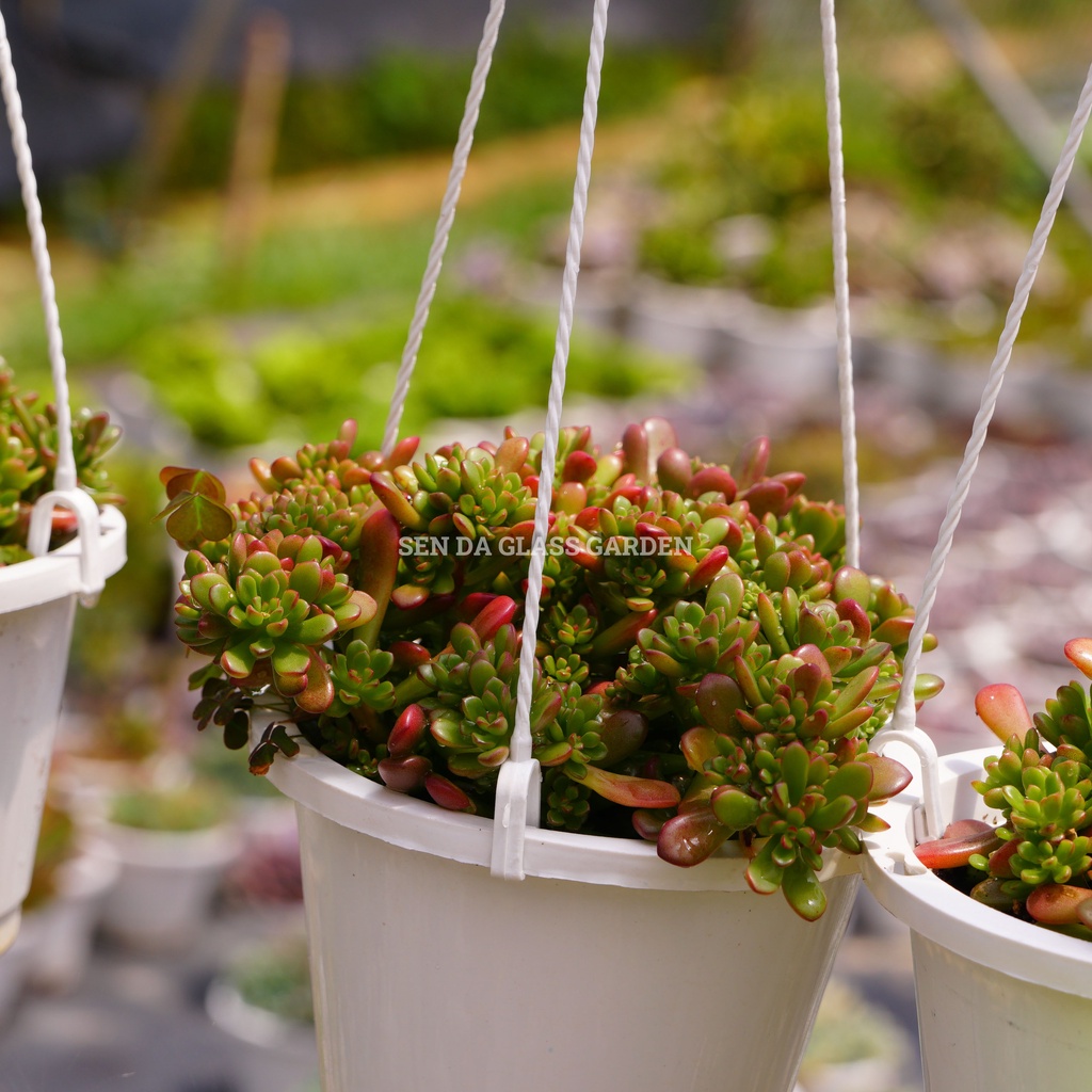 Sen đá Sedum kẹo chậu lớn 15cm, GLASS GARDENHàng sen đá Đà Lạt, Lỗi 1 đổi 1