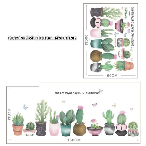 Decal dán tường - Xương Rồng Chậu ú
