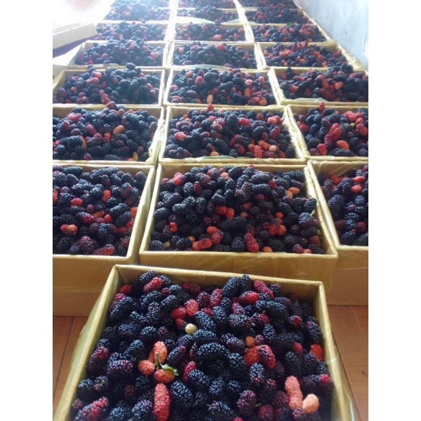 Dâu tằm tươi hộp 3kg Lâm Đồng trái to múp chín mộng đẹp