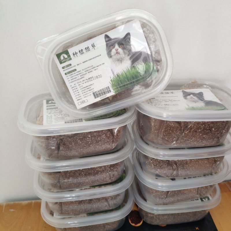 Bộ kit trồng cỏ mèo, hạt giống cỏ lúa mạch