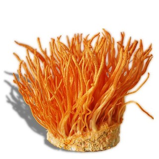 Đông trùng hạ thảo sấy khô 100g