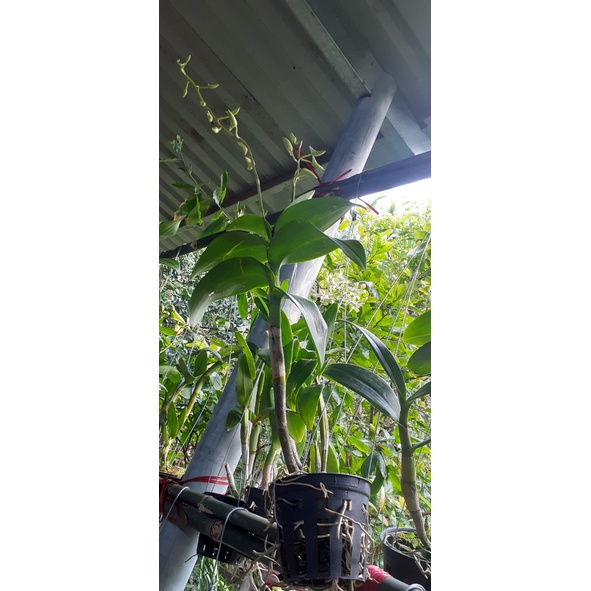 Hoa Lan Dendro Nắng Thỏ Vàng 1 Chậu ( chậu cây trưởng thành, sắp có hoa, chậu nhiều thân, cây to khỏe)