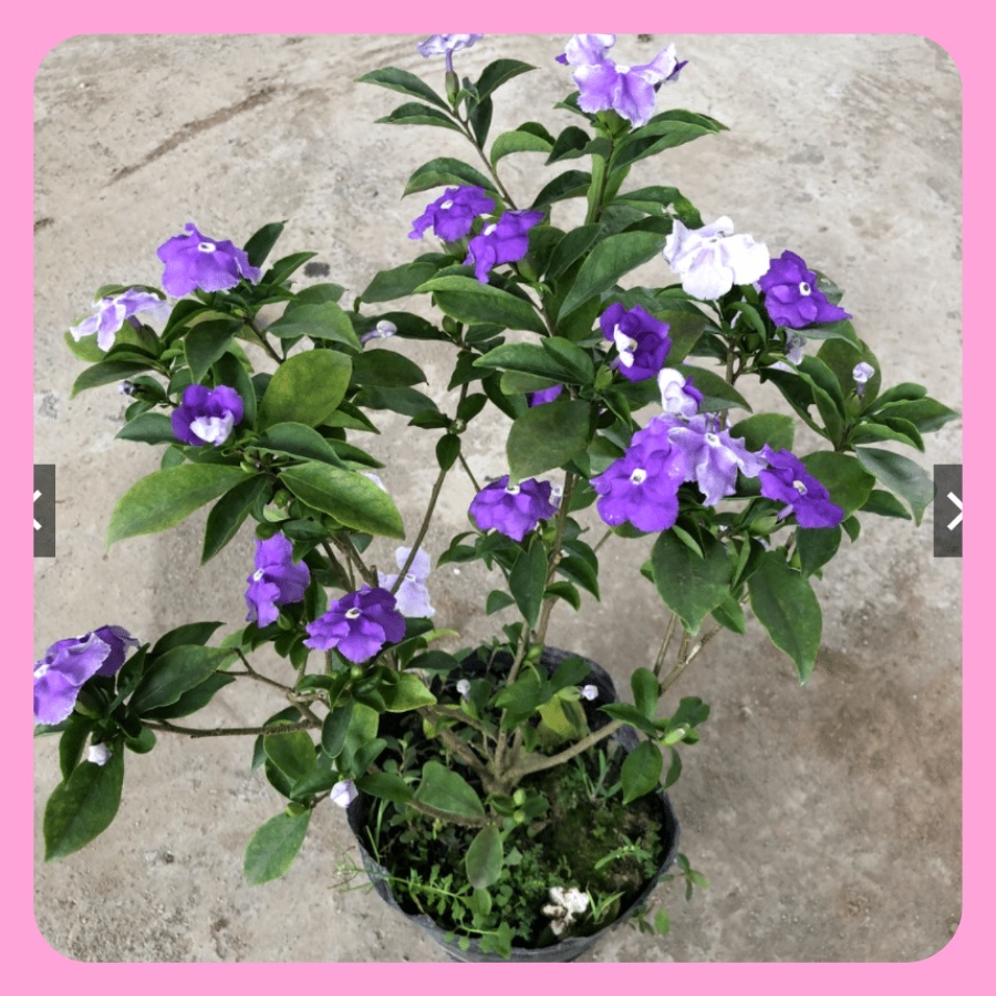 Cây hoa nhài nhật hai màu cao 60cm, hoa thơm, nở quanh năm, lỗi 1 đổi 1
