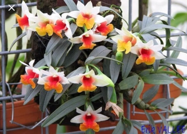 Bạch hoả hoàng bản giống bám gỗ