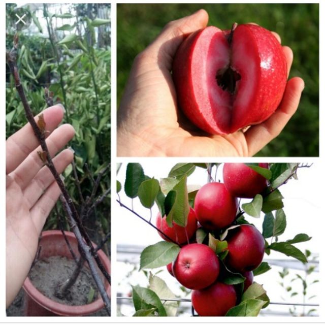 Cây giống táo ruột đỏ