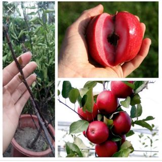 Cây giống táo ruột đỏ
