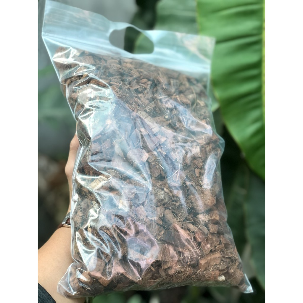 Sơ Dừa Cục trồng kiểng lá ( ĐÃ XỬ LÝ)