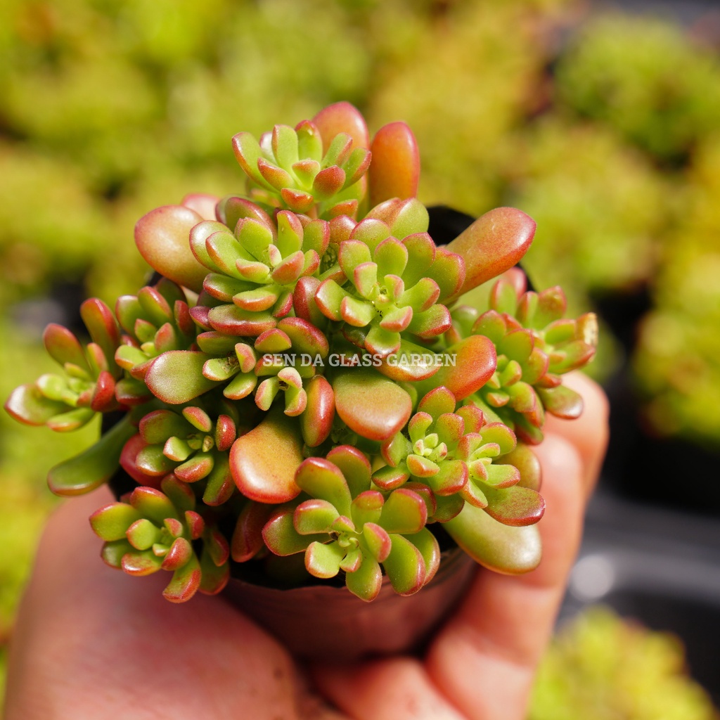 Sen đá Sedum kẹo Đà Lạt GLASS GARDEN nhiều đầu size nhỏ 6-7cm