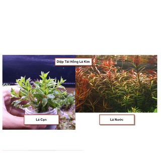 Cây Thủy Sinh: Diệp Tài Hồng