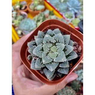 HAWORTHIA - MS01