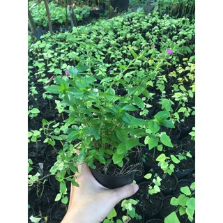 Cây Hoa Cẩm Tú Mai (ảnh Thật), Boiboi.Organic, Cây Trong Bầu Đất, Rễ Mạnh