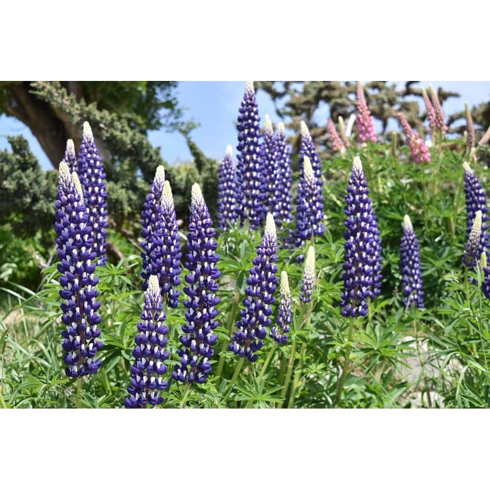 20h Hạt Giống Hoa Đậu Lupin Mix Màu (C3.104| B15*V44)