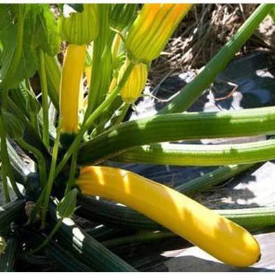 [GIÁ GỐC] Hạt Giống Bí Ngòi Vàng dễ trồng - 7 hạt