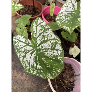 Cây (Môn Giáng Sinh Trắng Caladium white chítmas)