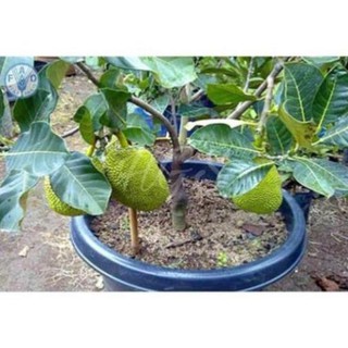 Cây Giống Mít Dai