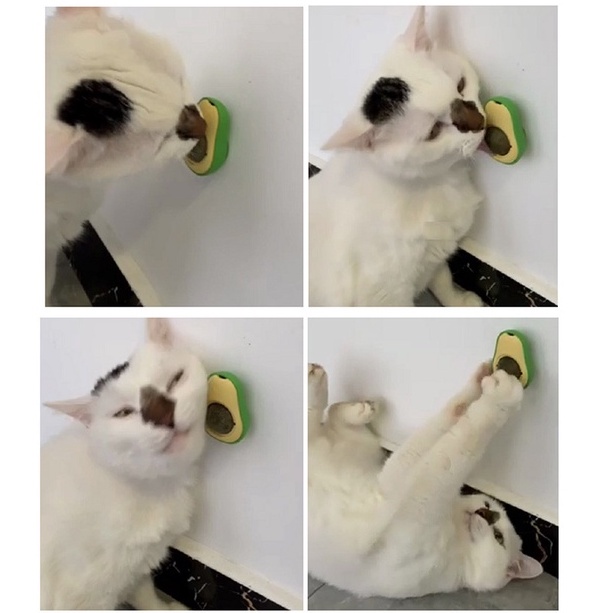 CỎ BẠC HÀ DÁN TƯỜNG HÌNH TRÁI BƠ DÀNH CHO MÈO - HAYUMI