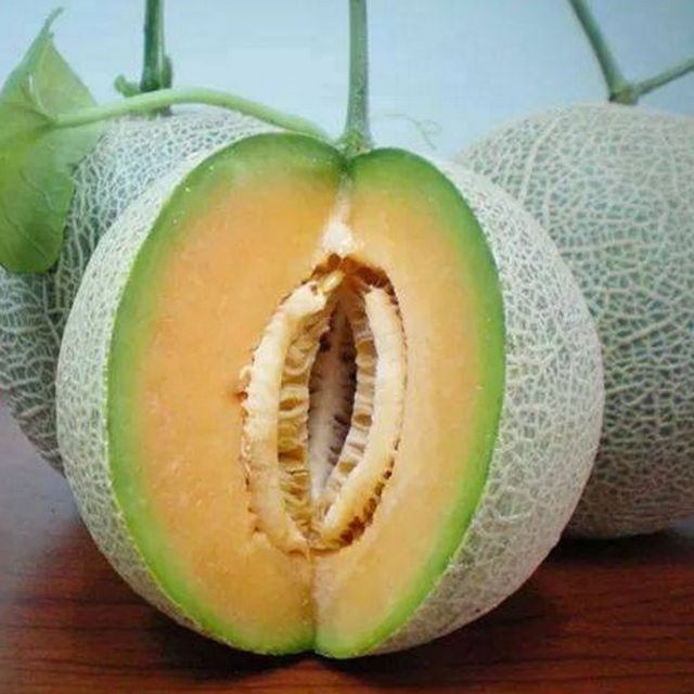 Hạt giống Dưa Lưới Tròn 10 Hạt  giá sỉ