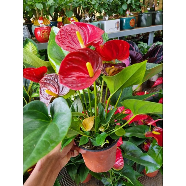 Chậu Cây hồng môn đỏ - giống siêu bông