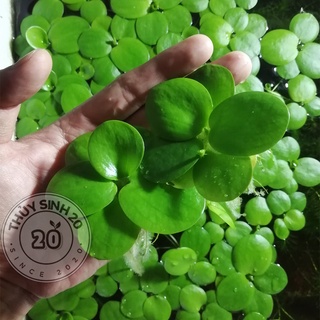 10 Nhánh Bèo Nhật thuỷ sinh [CHỈ ship HCM]