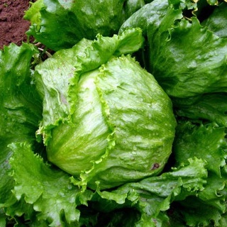 Hạt giống Xà Lách Búp Cuộn Giòn Minetto