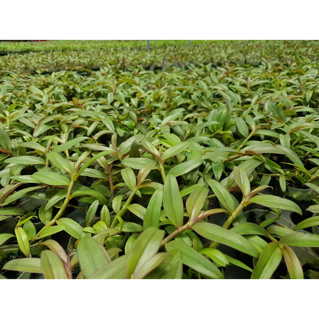 Phi điệp hồng á hậu gieo hạt cao 10-20 cm rất đẹp
