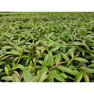 phi điệp mắt đỏ tân lạc hòa bình rất đẹp mắt