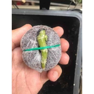 100 Viên Nén Xơ Dừa Ươm Hạt Mê Kong, Mỏng Hàng Xuất Khẩu, Nở Nhanh, Có Thể Dùng Ươm Lan, Cây, Rau, Hoa, Quả