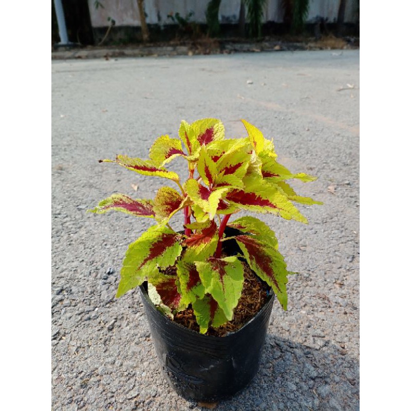 Cây lá gấm, lá gấm, cây gấm màu, cây tía tô cảnh, Coleus blumei Benth