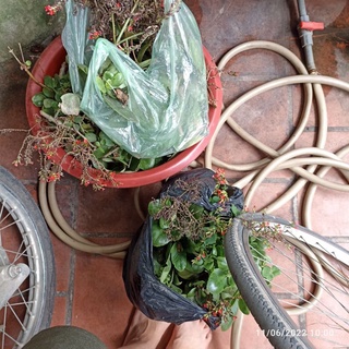Cành hoa sống đời màu vàng, đỏ
