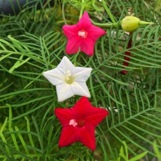 HẠT GIỐNG HOA TÓC TIÊN MIX (QUAMOCLIT PENNATA )