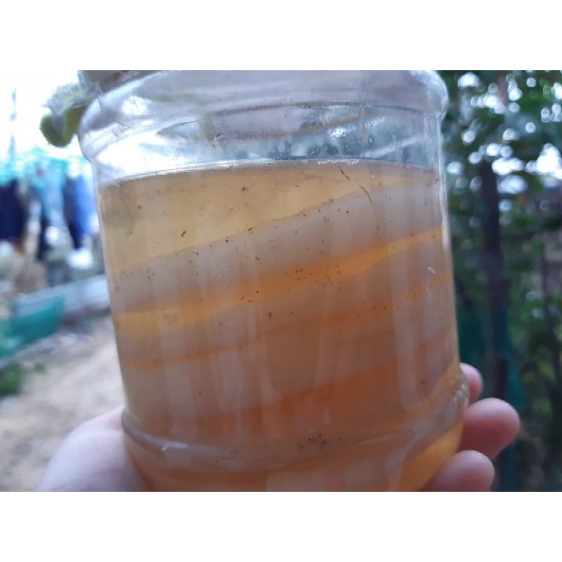 Scoby làm trà kombucha