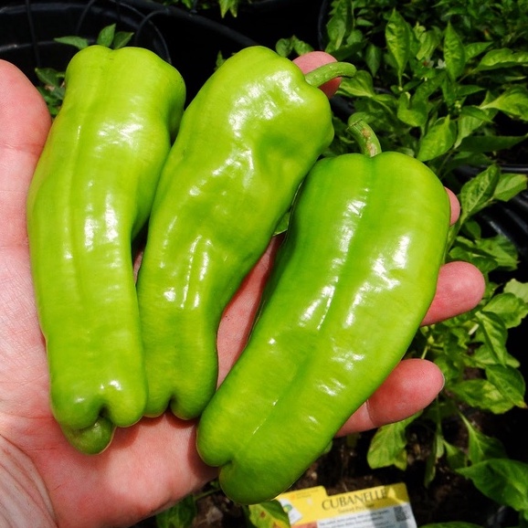 ỚT NGỌT KHỔNG LỒ ETO