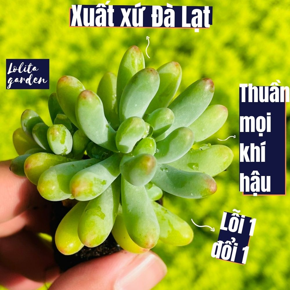 Sen đá thạch ngọc mĩ Đà Lạt size mini cây cảnh trang trí nhà cửa Lolita garden