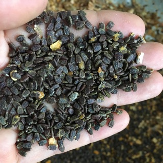 Hạt giống lạc tiên 100g