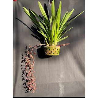 Cây giống hoa lan địa kiếm