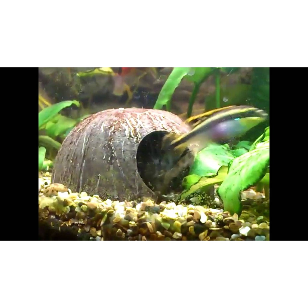 Nhà/hang cá gáo dừa | Cocodecor