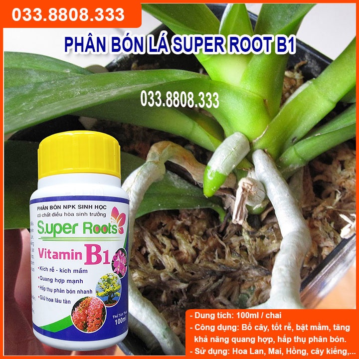 PHÂN BÓN B1 SUPER ROOTS CHAI 100MLCHUYÊN DÙNG KÍCH RỄ BẬT MẦM HỖ TRỢ QUANG HỢP