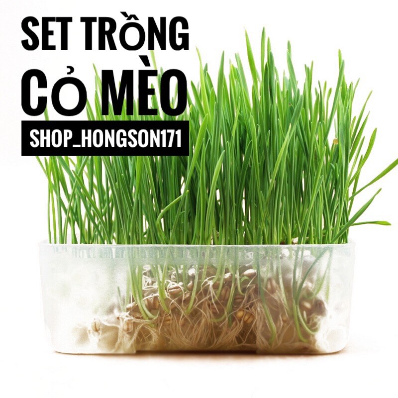 Set trồng cỏ mèo tại nhà