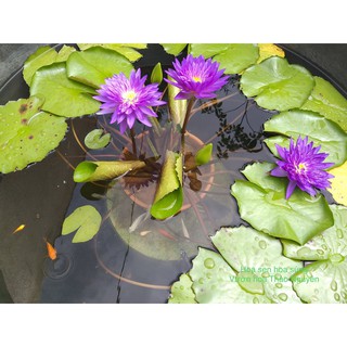 ( CHỈ NHẬN SHIP MIỀN BẮC. nhắn zzalo cho shop ) Cây hoa súng thái lan tím trăm cánh- hoa quanh năm