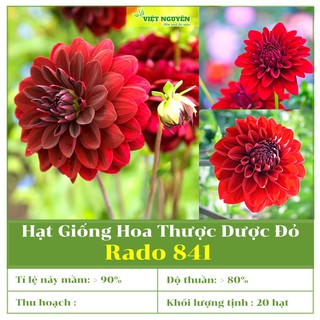 Hạt Giống Hoa Thược Dược Đỏ RD 841 Dễ Trồng, Dễ Chăm Sóc, Màu Rực Rỡ, Cánh Nhung, Nhiều Hoa [0,1 gram]