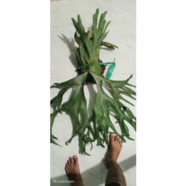 Cây ổ rồng