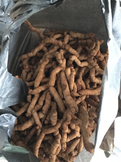 Củ ba kích tươi 500g tách lõi