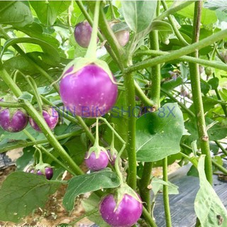 Hạt giống cà pháo tím (2gr)