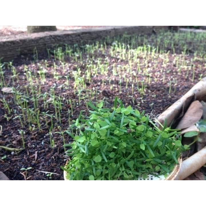 Gói 30 hạt sương sâm lông