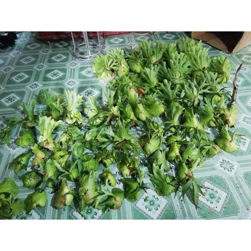 Cây tổ rồng thích hợp trang trí sân vườn.Size mini,hàng mới bóc rừng lá sẽ hơi giập k đẹp như hàng thuần