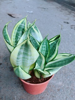 Lưỡi Hổ Thái Vàng