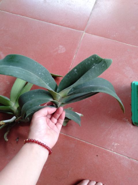 Hoa phong lan Đai châu lá mít bóc trụ (ngọc điểm) tặng túi phân dê cho lan